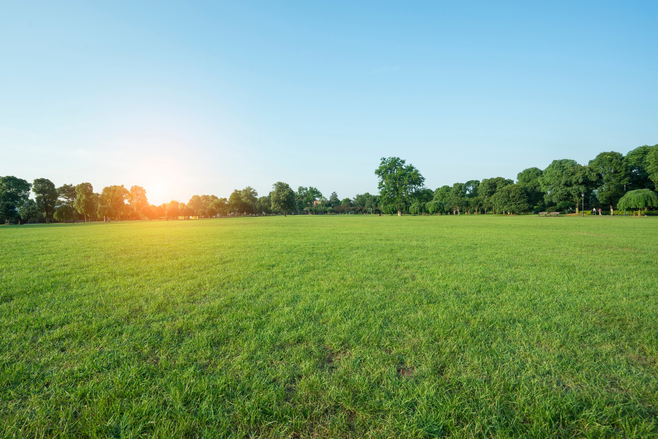 lawn